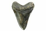 Serrated, Fossil Megalodon Tooth - South Carolina #171116-2